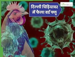 दिल्ली चिड़ियाघर में फैला रहा बर्ड फ्लू, जानें लोगों को इससे बचने के लिए क्या करना चाहिए?
