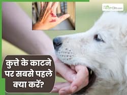 कुत्ते के काटने पर सबसे पहले क्या करना चाहिए? जानें रेबीज से बचने के लिए जरूरी टिप्स