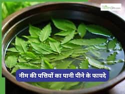 रोजाना पिएं नीम की पत्तियों का पानी, डायबिटीज से लेकर ब्लड प्रेशर तक ये 5 बीमारियां होंगी दूर