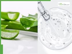 Aloe Vera Vs Hyaluronic Acid: Which One Is More Hydrating To Skin?