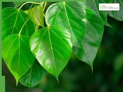 Benefits Of Peepal Leaves In Respiratory Diseases