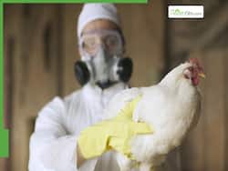 Europe   s Bird Flu Spike: France And Germany On 'High' Alert After Fresh Outbreaks, Is India At Risk?