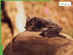 Wild Brazilian Bats Tested Positive For New COVID-19 Strain, Global Health Risk Alert