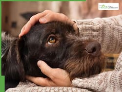 What Is Canine Distemper? Highly Contagious Disease Spreads Rapidly In Goa, Officials Sound Alert