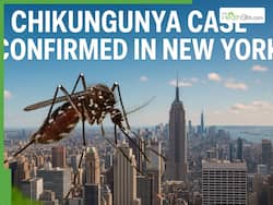 Another Pandemic? Deadly Chikungunya Outbreak Sweeps Through New York: Who Is At High Risk of Death?