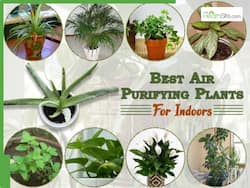 Delhi Air Pollution: 5 Best Indoor Plants That Work as Natural Air Purifiers