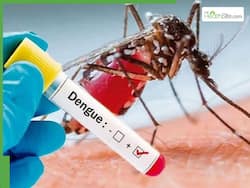 Tamil Nadu Records Highest Dengue Cases In Five Years, 8 Deaths So Far: Symptoms And Safety Tips