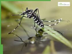 Patna Dengue Cases Climb To 1,228 As City Records 393 Infections In October, Symptoms And Prevention Tips