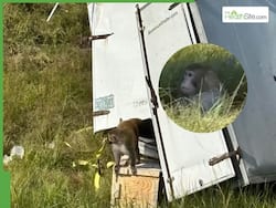 Monkeys Carrying Covid, Hepatitis C, Herpes Virus Escaped From Overturned Truck; Mississippi On High Alert