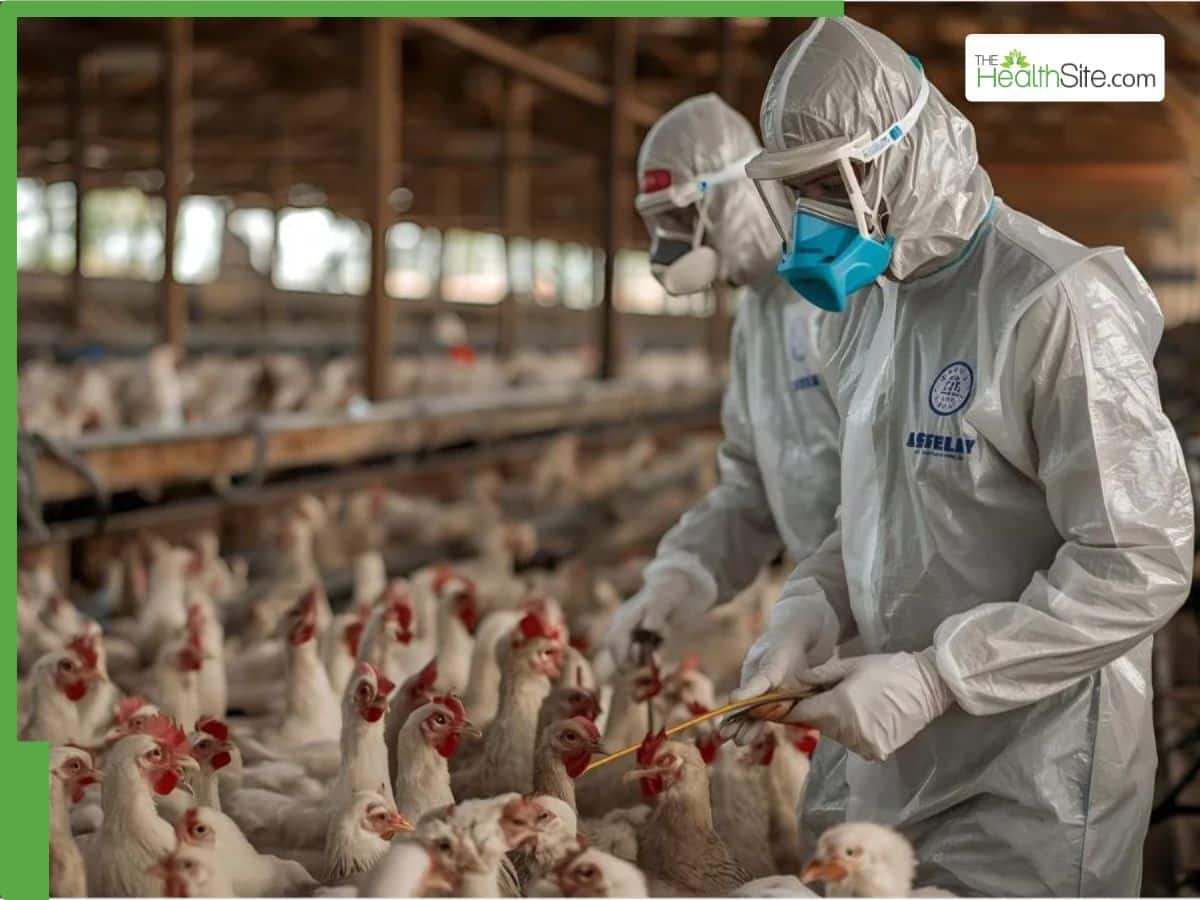 Germany Battles Deadly Bird Flu Outbreak: 400,000 Chickens Culled to Stop the Spread