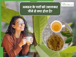 रोजाना अमरुद के पत्तों को पानी में उबालकर पीने से क्या होता है? जानें, इसके 5 जबरदस्त फायदे