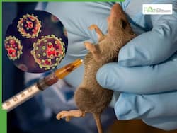 Lassa Fever Outbreak: Life-Threatening Viral Infection Quickly Rises In Nigeria Bringing Death Toll To 172 In 2025