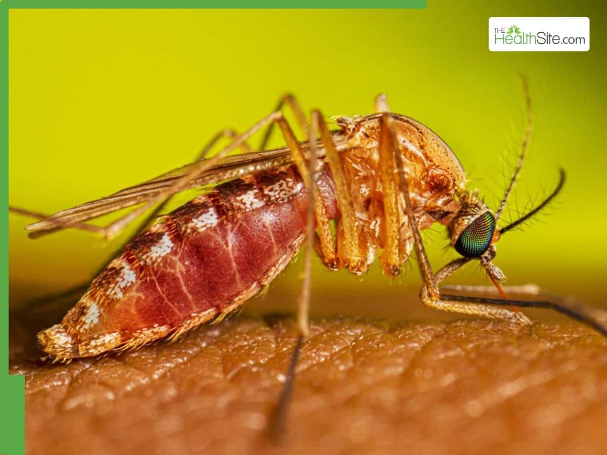 Rift Valley Fever Envelops Senegal: 140 Confirmed Cases, 18 Deaths As Infections Rapidly Rise
