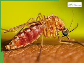 Rift Valley Fever Envelops Senegal: 140 Confirmed Cases, 18 Deaths As Infections Rapidly Rise