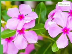 Periwinkle For Hair Growth: Amazing Benefits And Uses Of Sadabahar Flower For Stronger Hair