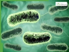 5 Common Foods That Are Easily Contaminated By Salmonella