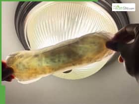 Viral TikTok Video Shows Mould In Sealed Sanitary Pads, Sparking Internet Alarm Viral TikTok Video Shows Mould In Sealed Sanitary Pads, Sparking Internet Alarm
