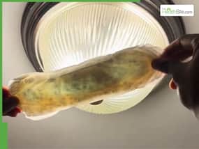Viral TikTok Video Shows    Mould    In Sealed Sanitary Pads, Sparking Internet Alarm