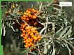 Sea Buckthorn Benefits: The Himalayan Superfruit Packed With Vitamin C, Omega Fatty Acids, and Skin-Healing Power
