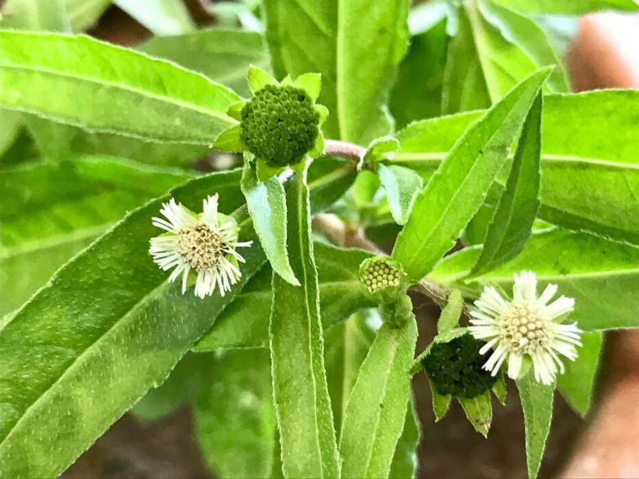 आंवला ऑयल या भृंगराज का तेल, दोनों में से हेयर ग्रोथ के लिए कौन सा तेल सही है?
