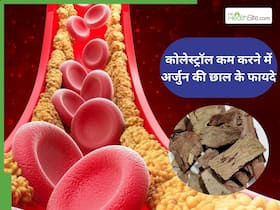 क्या अर्जुन की छाल पीने से कोलेस्ट्रॉल कम होता है? पीने से पहलें आयुर्वेदाचार्य से जानें इसकी सच्चाई