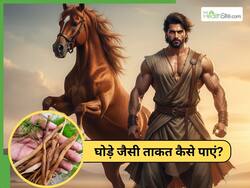 घोड़े जैसी ताकत लाने के लिए क्या खाएं? 5 आयुर्वेदिक जड़ी बूटियां हैं बड़ी असरदार