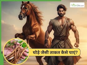घोड़े जैसी ताकत लाने के लिए क्या खाएं? 5 आयुर्वेदिक जड़ी बूटियां हैं बड़ी असरदार