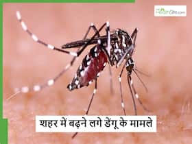 गाजियाबाद में डेंगू का आतंक जारी 24 घंटे में बढ़े तीन मामले, लक्षण महसूस होते ही डॉक्टर को करें फोन