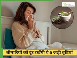 गिलोए से लेकर मोरिंगा तक, इन 5 जड़ीबूटियों से दूर रखें बीमारियां, जानें इस्तेमाल करने का सही तरीका