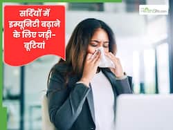 सर्दियों के लिए बेस्ट हैं ये जड़ी बूटियां, बीमारी से बचाने में करते है मदद