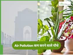 Air Pollution : घर में परेशान नहीं करेगा प्रदूषण, आज ही लगाएं ये 5 पौधे; मिलेगी ताजा हवा