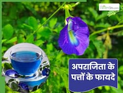 अपराजिता के पत्ते सेहत के लिए होते हैं बेहद फायदेमंद, इस तरह से करें सेवन