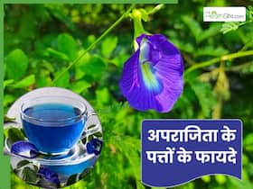 अपराजिता के पत्ते सेहत के लिए होते हैं बेहद फायदेमंद, इस तरह से करें सेवन