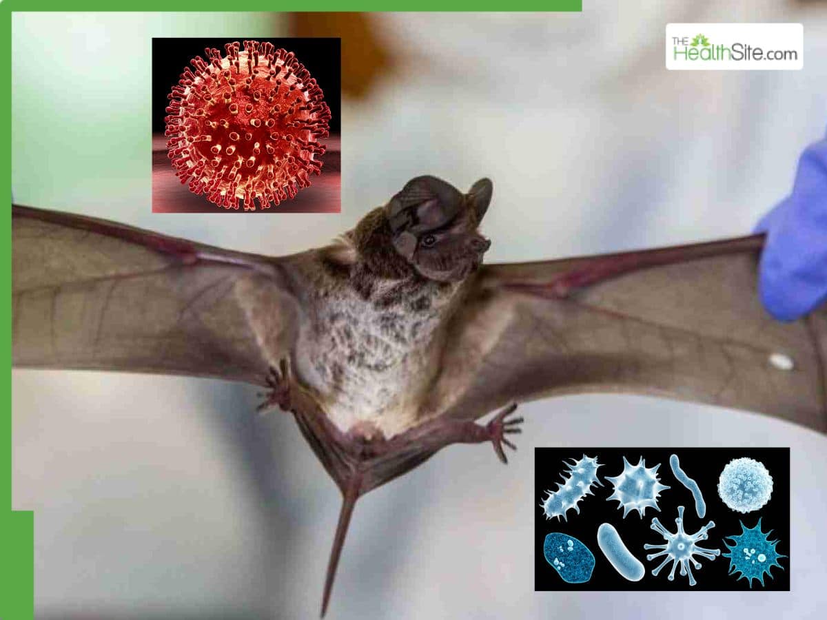 New Coronavirus BRZ batCoV Discovered In Brazilian Moustached Bat, Raises Global Risk