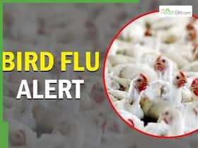 Bird Flu Alert In India: Can Bird Flu Trigger a New Pandemic? Bird Flu Alert In India: Can Bird Flu Trigger a New Pandemic?