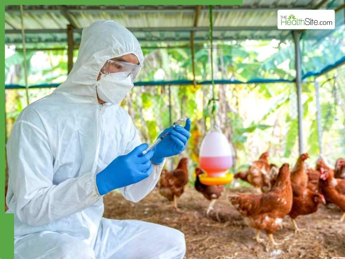 Bird Flu Outbreak Alert: Rare Asymptomatic H5N1 Infections Detected in ...