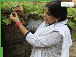 World Diabetes Day 2025: Bitter Gourd Found To Reduce Glucose By 31%, Say Researchers