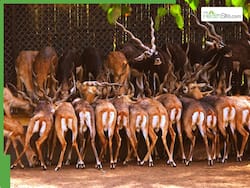 What Is Hemorrhagic Septicemia? Karnataka Zoo Authority Confirms HS Outbreak Behind Mass Blackbuck Deaths