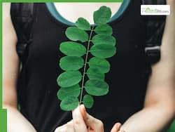 Moringa Leaves Benefits: When And How To Eat Them For Best Results