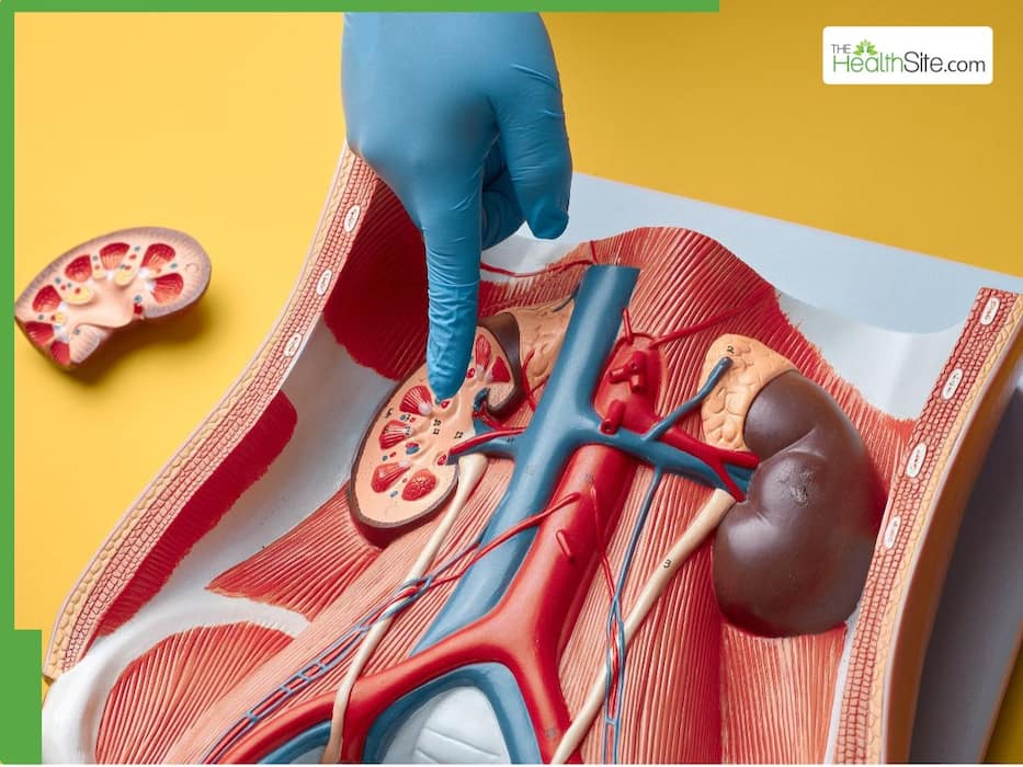 5 Everyday Medications That May Damage Kidney Function