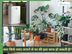 क्या बेडरूम में 5 पौधे लगाने से Air Purifier की जरूरत नहीं पड़ती? AQI में क्या बदलाव आता है