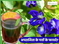 गैस, कब्ज और ब्लोटिंग में बहुत असरदार है अपराजिता के पत्तों का काढ़ा, 5 मिनट में इस तरह करें तैयार