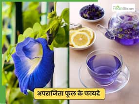 अपराजिता फूल की चाय पीने के क्या फायदे हैं? जानें बनाने का तरीका और हेल्थ बेनिफिट्स अपराजिता फूल की चाय पीने के क्या फायदे हैं? जानें बनाने का तरीका और हेल्थ बेनिफिट्स