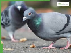 Bengaluru Imposes Ban On Feeding Pigeons In Public Areas Over Health Concerns