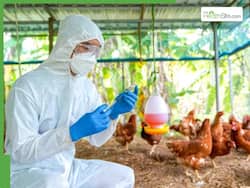 How To Check Poultry For Contamination Before Cooking