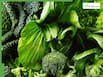 Leafy Greens Benefits In Winter: 8 Reasons You Should Eat Broccoli, Kale, Arugula And More
