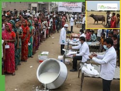 Rabies Scare In UP   s Budaun: 200 Vaccinated After Consuming Funeral Raita Made From Milk Of Suspected Rabid Buffalo