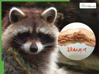 What Is Raccoon Roundworm? Parasite Posing Severe Neurological Threat To Humans Now Found In Nine European Countries