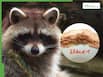 What Is Raccoon Roundworm? Parasite Posing Severe Neurological Threat To Humans Now Found In Nine European Countries