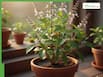 5 Easy Care Tips To Keep Your Tulsi Plant Healthy In Winter